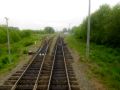 Олень-Сахалинский 4.jpg